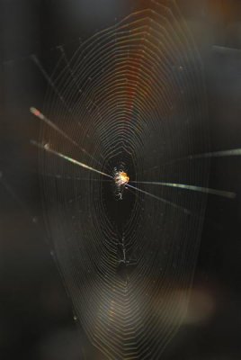 DSC_0054 web.jpg