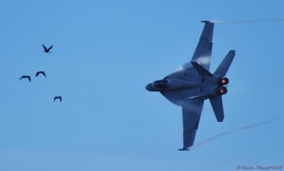 F-18F Super Hornet - Birds!
