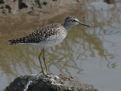 Wood Sandpiper  - Bosruiter -  Tringa glareola