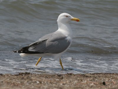 Yellow legged Gull - Geelpootmeeuw - Larus cachinnans
