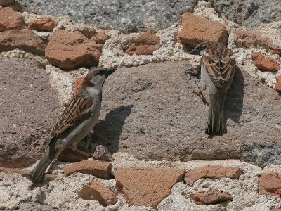 House Sparrow - Huismus - Passer domesticus