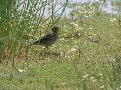 Red-throated Pipit - Roodkeelpieper - Anthus cervinus