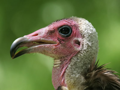 Hooded Vulture - Kapgier - Necrosyrtes monachus