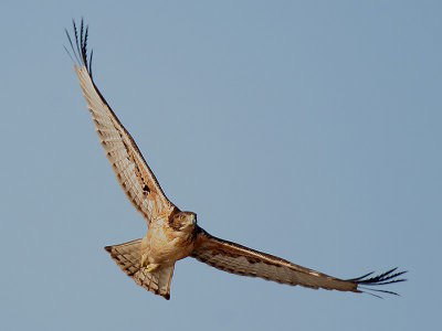 African Hawk Eagle - Afrikaanse Havikarend - Hieraaetus spilogaster