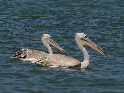 Pink-backed Pelican - Kleine Pelikaan - Pelecanus rufescens