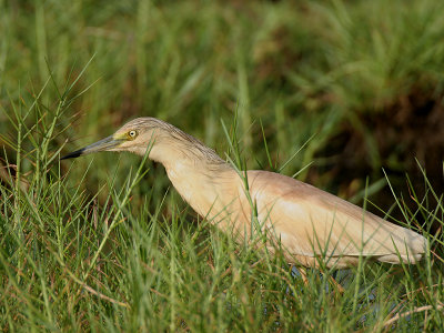 Squacco Heron - Ralreiger - Ardeola ralloides