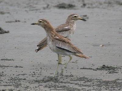 Senegal Thick knee - Senegalese Griel - Burhinus vermiculatus