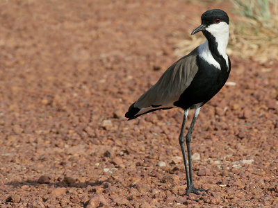 Spur-winged Lapwing - Sporenkievit - Vanellus spinosus