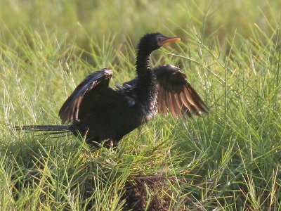 Long-tailed Cormorant - Afrikaanse Dwergaalscholver - Phalocrocorax africanus