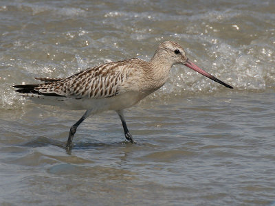 Bar-tailed Godwit - Rosse Grutto - Limosa lapponica