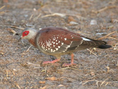 Speckled Pigeon - Gespikkelde Duif - Columba guinea
