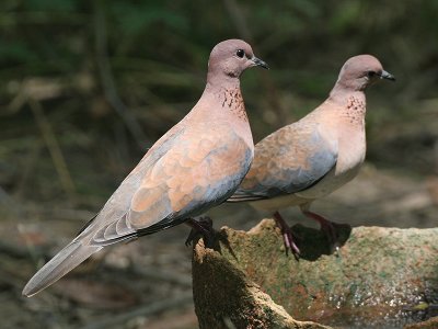 Laughing Dove - Palmtortel - Streptopelia senegalensis