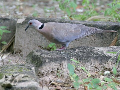 Red-eyed Dove - Roodoogduif - Streptopelia semitorquata