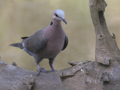 Vinaceous Dove - Wijntortel - Streptopelia vinacea