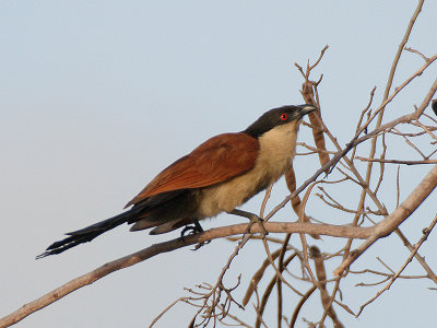 Senegal Coucal - Senegalese Spoorkoekoek - Sentropus senegalensis