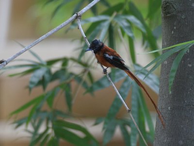 Red-bellied Paradise Flycatcher - Roodbuikparadijsmonarch - Terpsiphone rufiventer