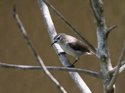 Mouse-brown Sunbird - Bruine honingzuiger - Anthreptes gabonicus