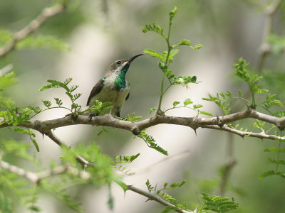 Olive bellied Sunbird - Olijfbuikhoningzuiger - Cinnyris chloropygius