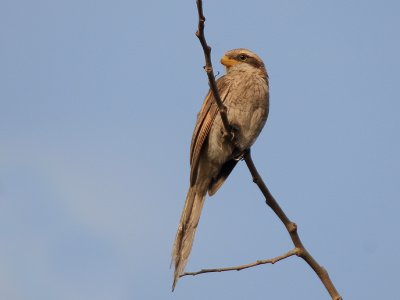 Yellow-billed Shrike - Geelsnavel Klauwier - Corvinella corvina