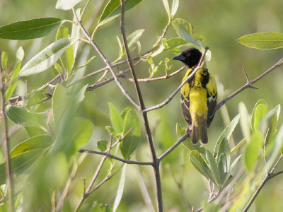 Yellow backed Weaver - Geelrugwever - Ploceus melanocephalus