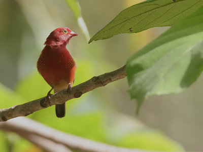 Red-billed Firefinch - Vuurvinkje - Lagonosticta senegala