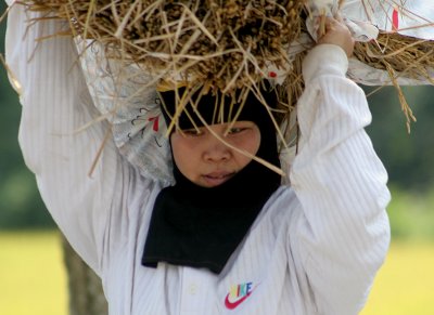 Working  in the rice fields