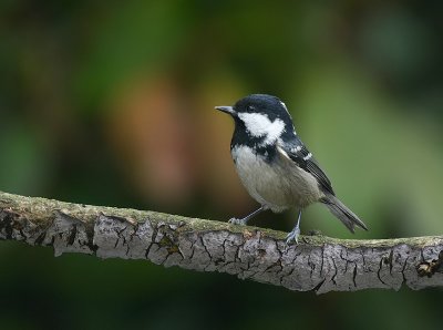 Zwarte Mees - Coal Tit - Parus ater