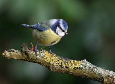 Pimpelmees - Blue Tit - Parus caeruleus