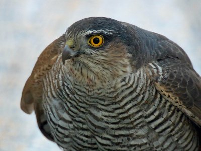 Sperwer - Sparrow Hawk -  Accipiter nisus