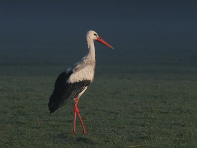 Ooievaar - White Stork - Ciconia ciconia