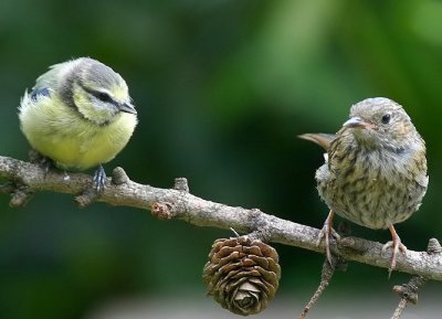 Pimpelmees & Heggenmus / Blue Tit & Dunnock