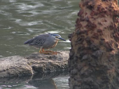 Striated Heron - Mangrove Reiger - Butorides striatus