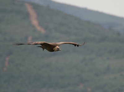 Vale Gier - Eurasian Griffon Vulture - Gyps fulvus