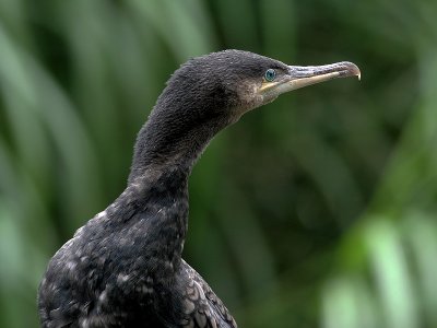 Aalscholver - Cormorant