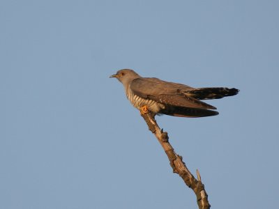 Cuckoo - Koekoek - Cuculus canorus