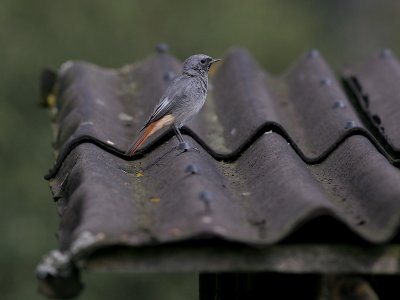 Zwarte Roodstaart - Black Redstart - Phoenicurus ochruros