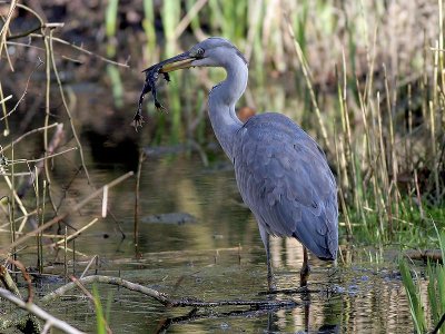 Blauwe Reiger - Grey Herron - Ardea cinerea