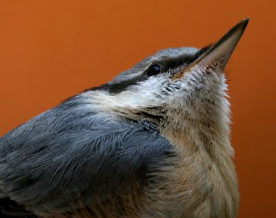 Boomklever - Nuthatch - Sitta europaea