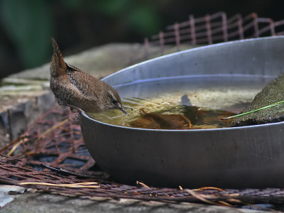 Winterkoning - Wren - Troglodytus troglodytus