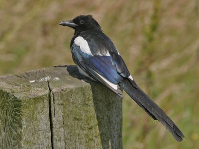 Ekster - Eurasian Magpie - Pica pica