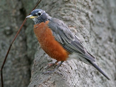 American Robin - Roodborstlijster - Turdus migratorius