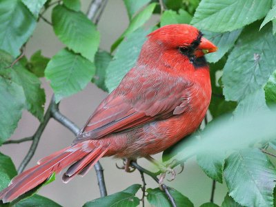 Northern Cardinal - Rode Kardinaal - Cardinalis cardinalis