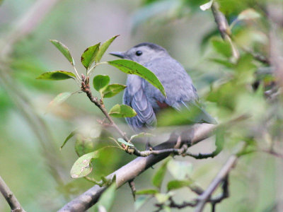 Gray Catbird - Grijze Katvogel - Dumetella carolinensis