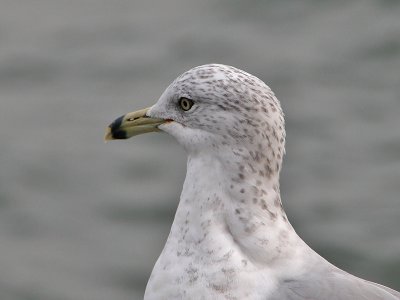 Ring-billed Gull - Ringsnavelmeeuw - Larus delawarensis