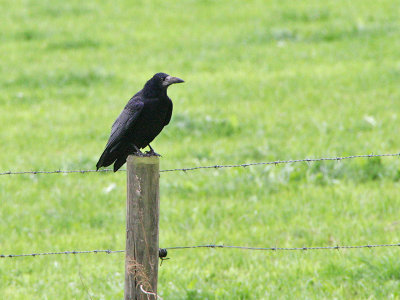 Roek - Rook - Corvus frugilegus