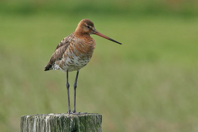 Black-tailed Godwit - Grutto - Limosa limosa