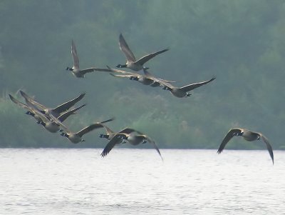 Canadese Gans - Canada goose - Branta canadensis