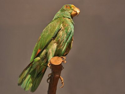 Joan Mir - Stuffed parrot on wood perch - 1936