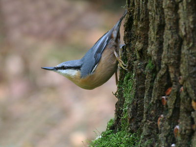 Boomklever - Nuthatch - Sitta europaea