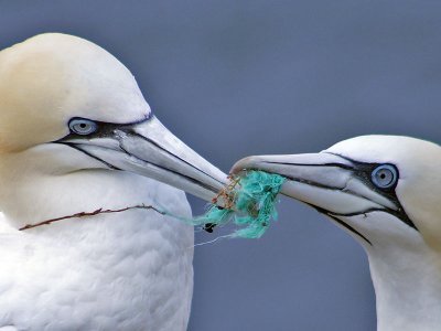 Gannet - Jan van Gent - Morus bassanus